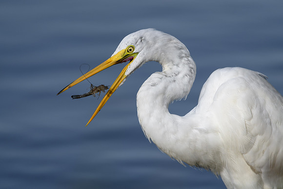 Great Egret