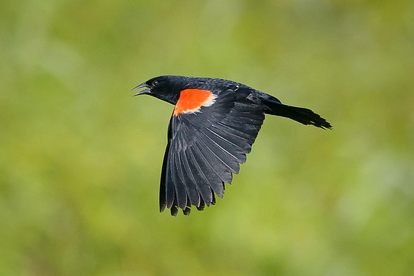 Red-winged Blackbird