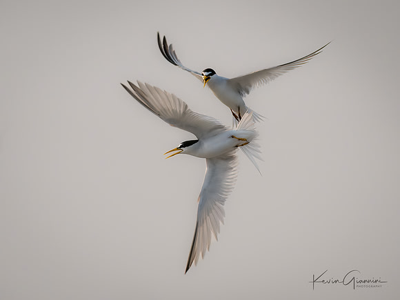 Least Terns