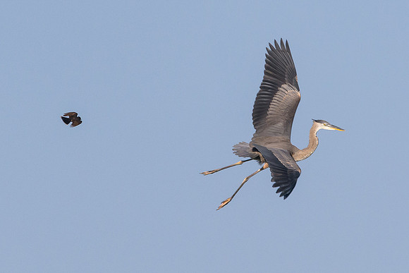 The Chase