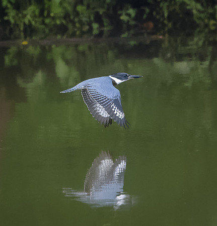 Belted Kingfisher