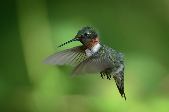 Ruby-throated Hummingbird