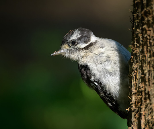 Downy Woodpecker