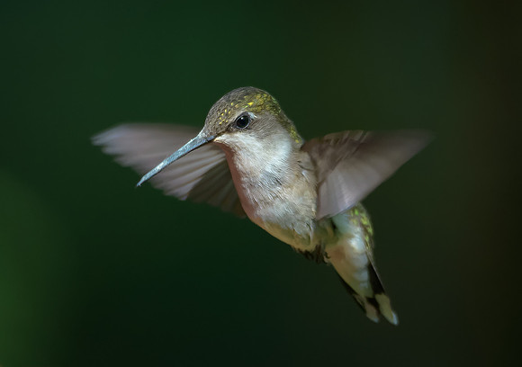 Ruby-throated Hummingbird