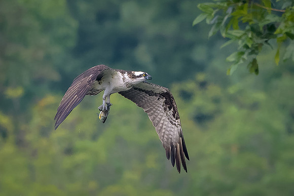 Osprey with fish