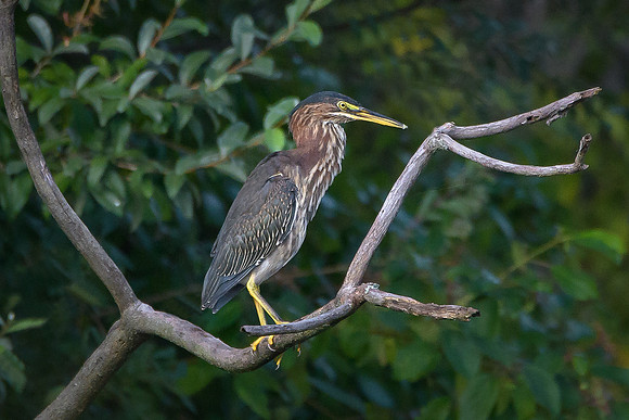 Green Heron