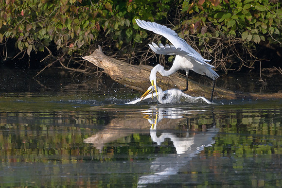 Dispute between two Great Egrets