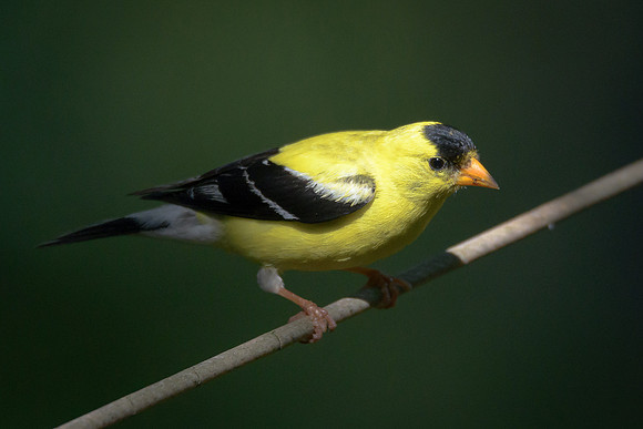 Goldfinch
