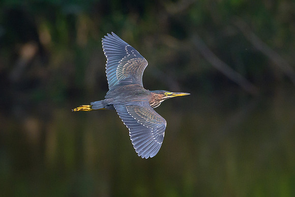Green Heron