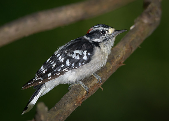 Downy Woodpecker