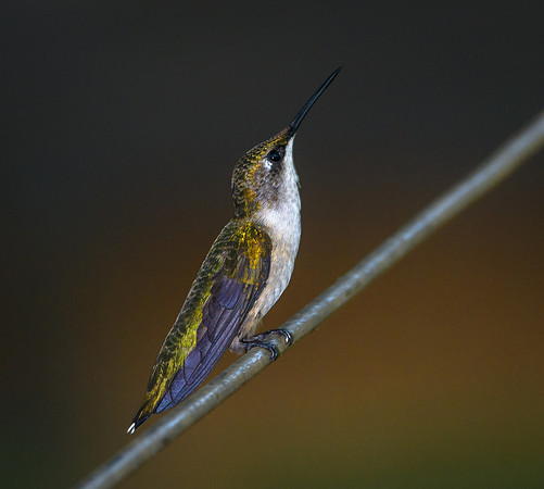 Ruby-throated Hummingbird