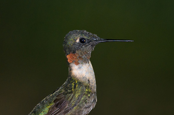 Ruby-throated Hummingbird