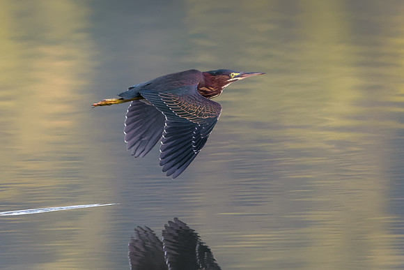 Green heron
