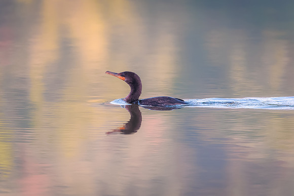 Sunrise Cormorant