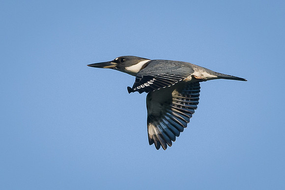 Belted Kingfisher