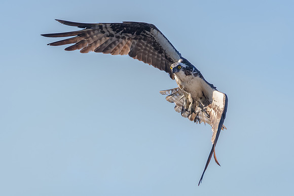 Osprey manuevering