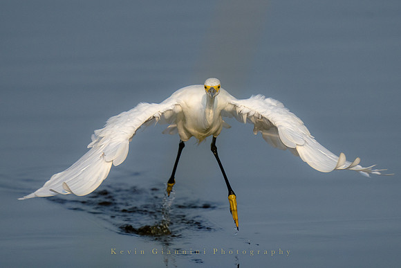 Snowy Egret