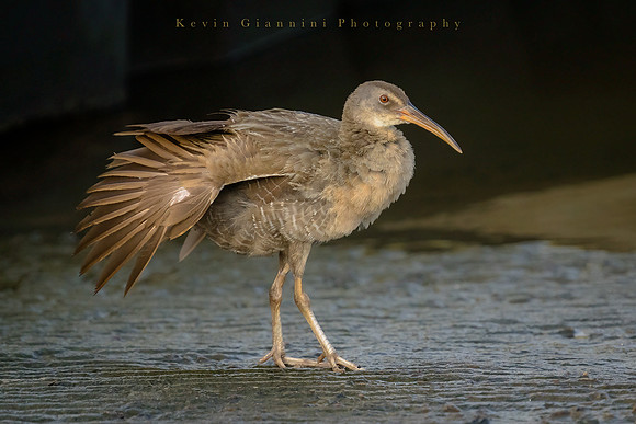 Clapper Rail