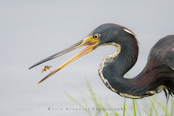 Tricolored Heron