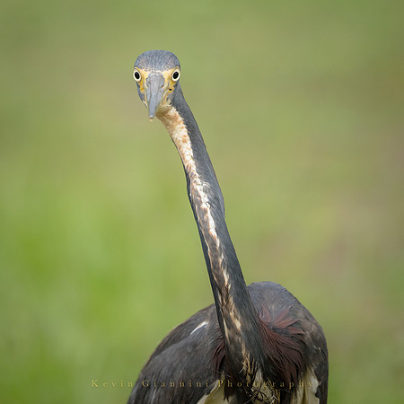 Tricolored Heron
