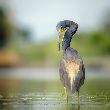 Tricolored Heron