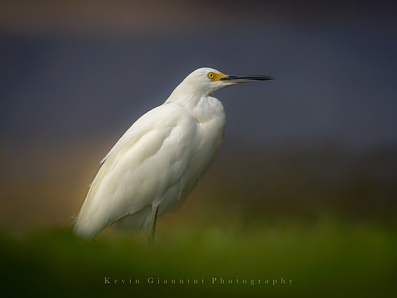 Snowy Egret
