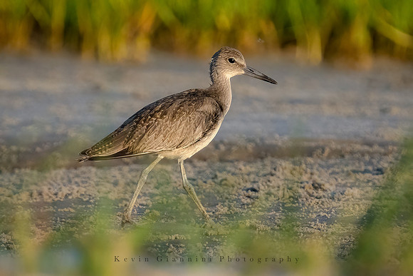 Willet
