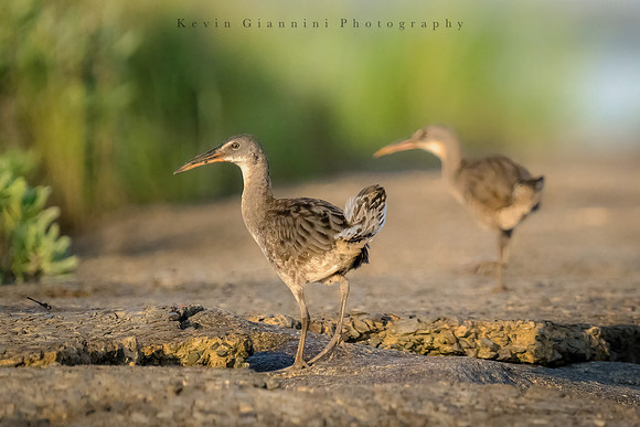 Clapper Rail