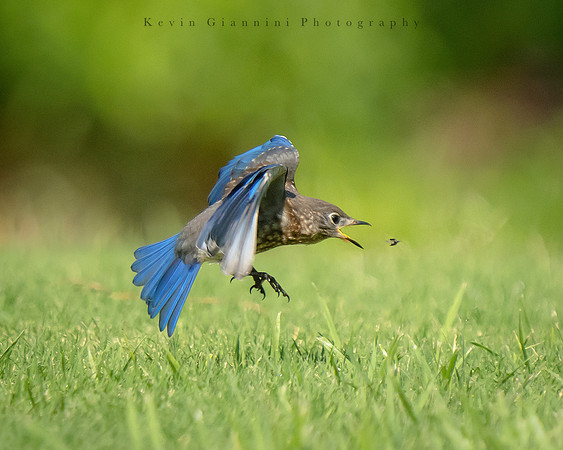 Bluebird after a fly