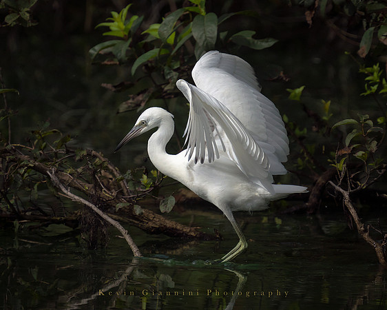 Juvenile Little Blue Heron