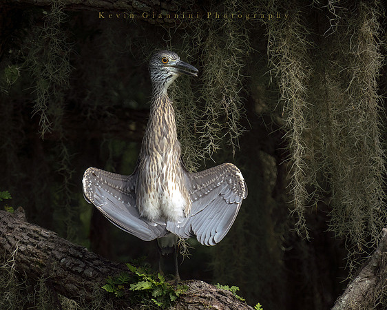 Juvenile Yellow-crowned Night Heron
