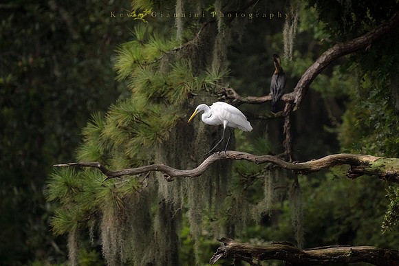 Great Egret