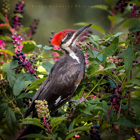 Pileated Woodpecker
