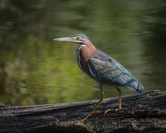 Green Heron