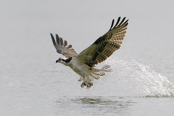 Osprey on the Hunt