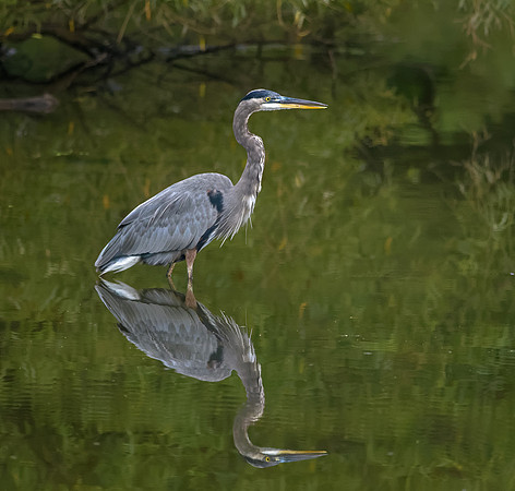 Great Blue Heron