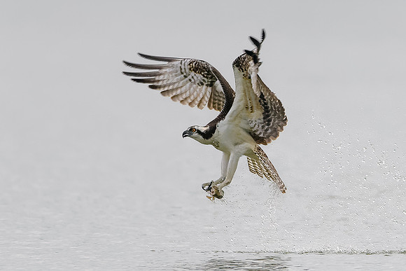 Osprey on the Hunt