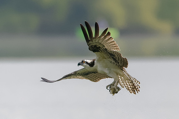 Osprey on the Hunt