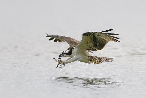 Osprey on the Hunt