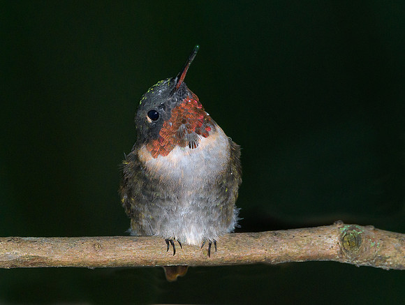 Ruby-throated Hummingbird