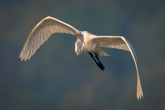 Great Egret