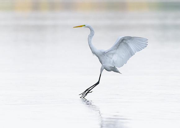 Great Egret