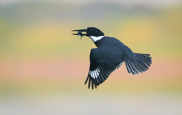 Belted Kingfisher
