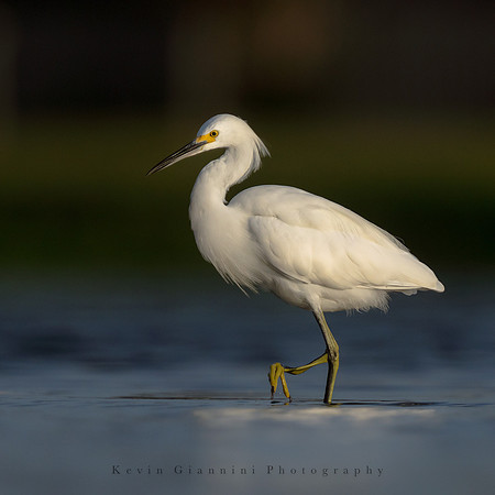 Snowy Egret