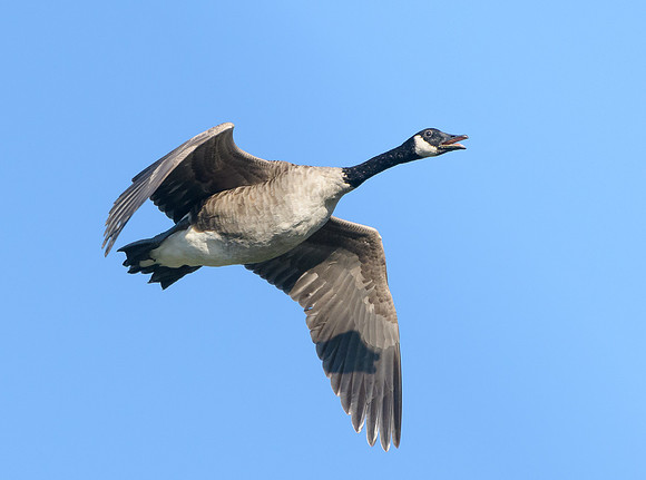 Canada Goose