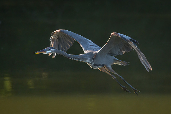 Great Blue Heron
