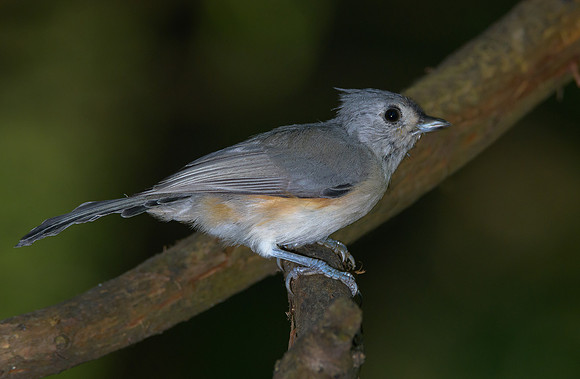 Tufted Titmouse