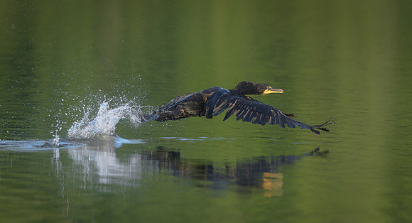 Cormorant