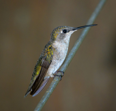 Ruby-throated Hummingbird