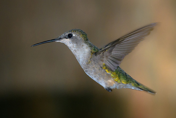 Ruby-throated Hummingbird